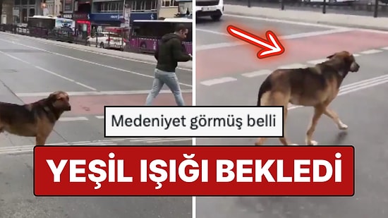 İnsanlar Bile Beklemedi: Karşıdan Karşıya Geçerken Trafik Kurallarına Uyan Medeni Köpek Viral Oldu
