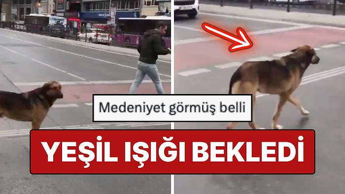 İnsanlar Bile Beklemedi: Karşıdan Karşıya Geçerken Trafik Kurallarına Uyan Medeni Köpek Viral Oldu