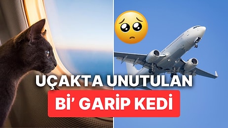 Uçakta Unutulan Kedi Hayatının Şokunu Yaşadı: 24 Saatte Tam 3 Uçuş Yaptı