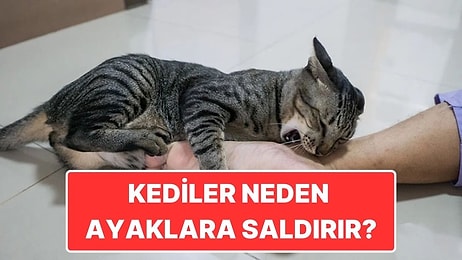 Kediler Neden Tam da Yürürken Psikopat Gibi Ayağımıza Saldırır?