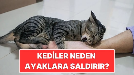 Kediler Neden Tam da Yürürken Psikopat Gibi Ayağımıza Saldırır?