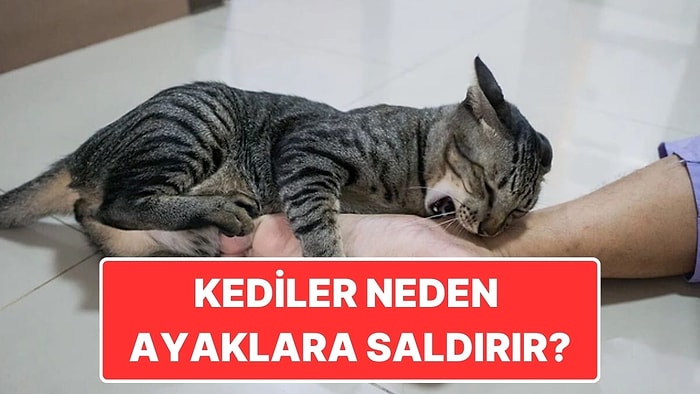 Kediler Neden Tam da Yürürken Psikopat Gibi Ayağımıza Saldırır?