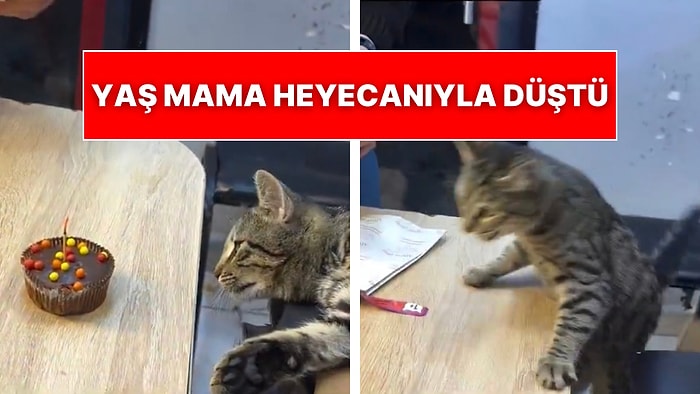 Kedi Heyecandan Ne Yapacağını Şaşırdı: Dükkanına Isınmak İçin Gelen Kedinin Doğum Gününü Kutlayan Koca Yürekli