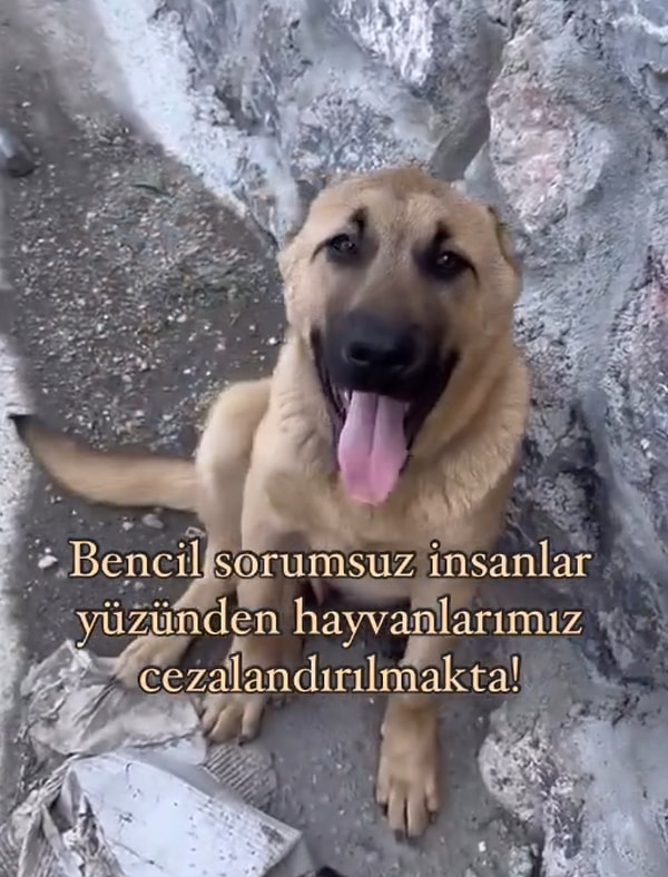 Hayvansever vatandaş, sokak köpeklerine müdahale etmeden önce bencil ve acımasız insanların masum canlarımızı ıssız yerlere terk etmesine engel olunması gerektiğini dile getirdi.