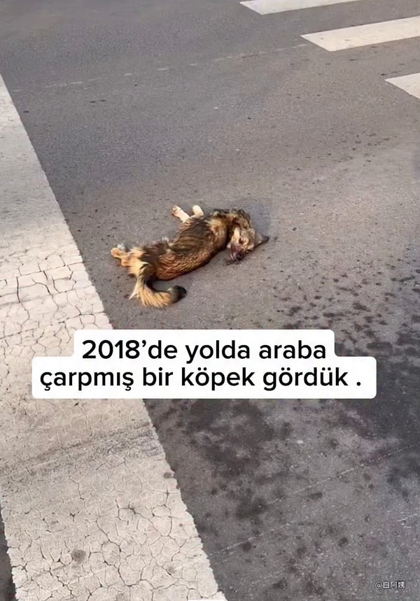 Kendisine çarpan ve kaçan şoförün ardından hayvansever bir insan tatlı köpeği veterine götürüp tedavilerini karşıladıktan sonra sahiplendi.