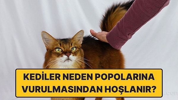 8. Kediler Neden Popolarına "Pat Pat Pat" Diye Hafifçe Vurulmasından Hoşlanır?