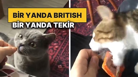 Tekir Kedi Bir Başka: Kedilerine Ödül Maması Veren Adam Cins Kedisinin Kibarlığı Karşısında Tekire Ders Verdi