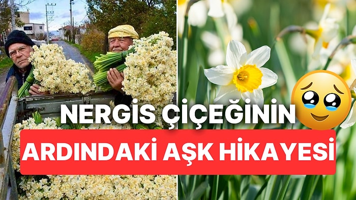 Mis Kokulu Nergis Çiçeğinin Ardındaki Acıklı Aşk Hikayesini Öğrenmeye Hazır mısınız?