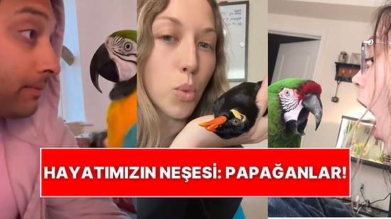 Hayvanlar Aleminin Renkli Üyeleri Papağanların Güldüren Anlarıyla Yapılan Edit Kalpleri Eritti