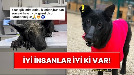 Güzel Şeyler de Oluyor: Perişan Halde Bulunan Sokak Köpeğinin Son Hali İçinizi Isıtacak