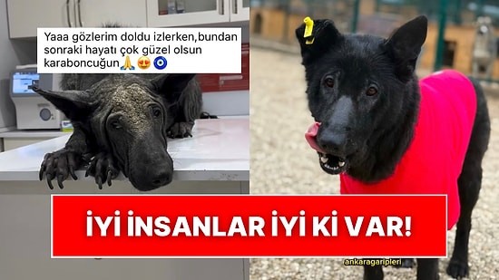 Güzel Şeyler de Oluyor: Perişan Halde Bulunan Sokak Köpeğinin Son Hali İçinizi Isıtacak