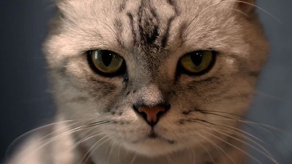 Yeni Zelanda’da 1979’da yapılan bir çalışma ise bir adadaki kedi nüfusunun neredeyse yok olmasıyla birlikte fare nüfusunun yalnızca birkaç ay içinde dört katına çıktığını gösteriyor.