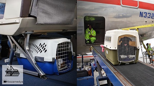 The unfortunate cat ended up taking three flights between New Zealand and Australia within 24 hours.