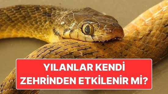 Cevabı Şaşırtıcı: Bir Yılan Kendini Isırırsa Zehri Onu Öldürür mü?