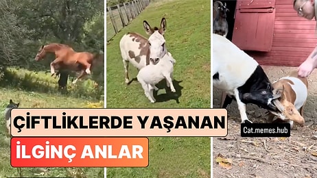 Göründüğü Kadar Eğlenceli Değilmiş: Çiftlik Sahipleri Başlarına Gelen Birbirinden İlginç Olayları Paylaştı