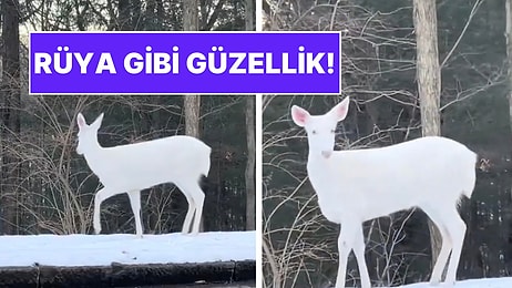 Karlar Arasında Adeta Parlayan Beyaz Geyik Rüya Gibi Etki Bıraktı