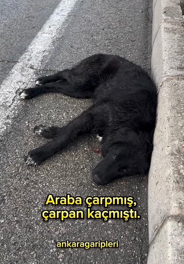 Bu tatlı dostumuza çarpan araç sahibi yoluna devam ederken oradan geçen birçok araç sahibi de yüzüne bakmamıştı.