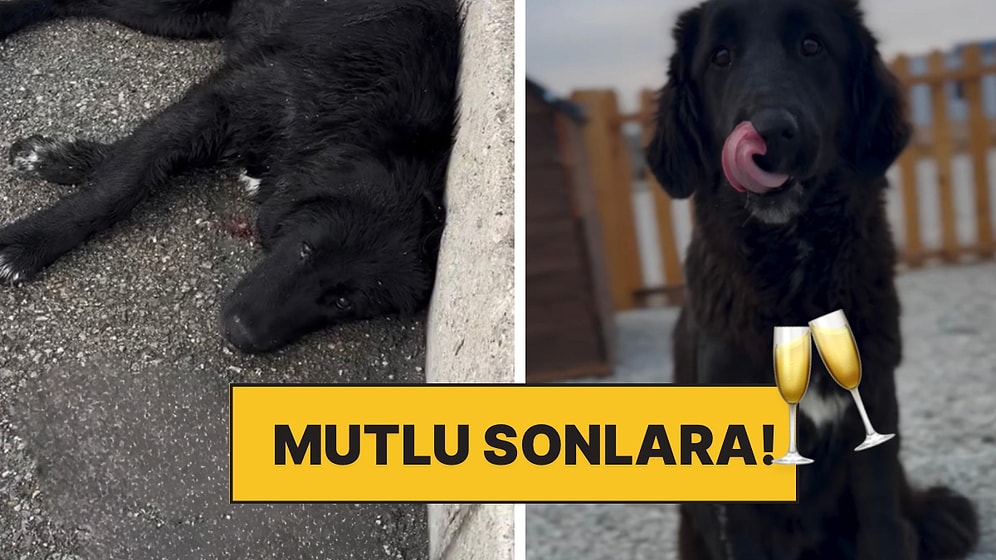 Çaresizce Beklerken Hayata Döndü: Araba Çarpan Köpeğe Yardım Eli Uzatan Hayvansever