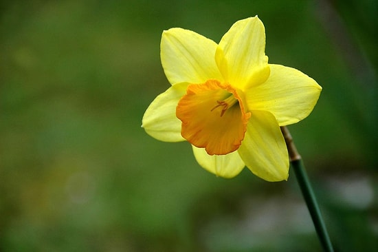 The Tragic Love Story Behind the Daffodil: A Myth of Beauty and Obsession