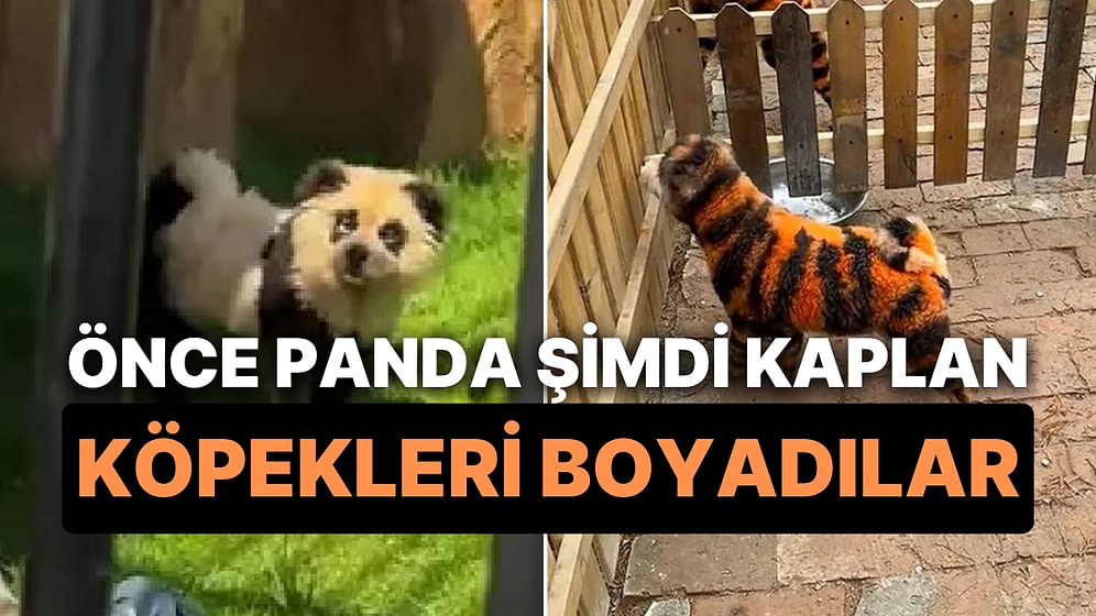 Çin'de Bir Hayvanat Bahçesinin Köpekleri Kaplan Gibi Görünmeleri İçin Boyadığı Ortaya Çıktı