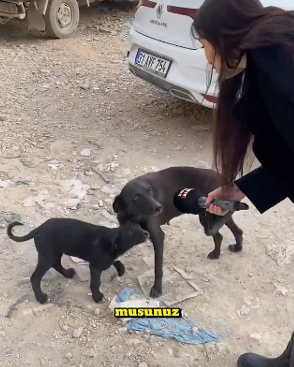 Röportaj sırasında sokak köpeklerine mikrofon uzatan muhabir, "Rap yapabiliyor musunuz?" sorusuyla Lvbel C5’in şarkısına esprili bir gönderme yaptı.