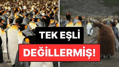 Penguenler Aslında Sadık Değilmiş: Yapılan Bir Araştırma, Penguenlerin "Boşanma" Oranlarını Ortaya Çıkardı