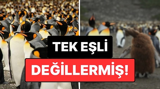 Penguenler Aslında Sadık Değilmiş: Yapılan Bir Araştırma, Penguenlerin "Boşanma" Oranlarını Ortaya Çıkardı
