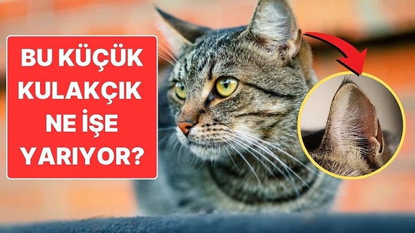 2. Kedilerin Kulaklarının Yanında Yer Alan Küçük Kulakçıklar Ne İşe Yarıyor?