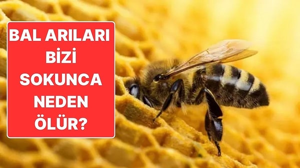 11. Sebebi Çok Üzücü: Arılar Bizi Soktuktan Sonra Neden Hemen Ölür?