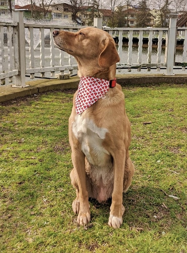 Utdpet Watermelon Köpek Tasma