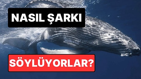 Balinalar Gerçekten Şarkı Söyler mi? Balinaların Su Altına Çıkardığı Seslerin Arkasındaki Bilimsel Gerçek!