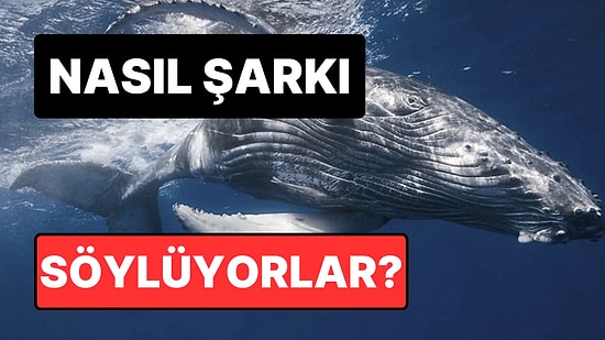 Balinalar Gerçekten Şarkı Söyler mi? Balinaların Su Altına Çıkardığı Seslerin Arkasındaki Bilimsel Gerçek!