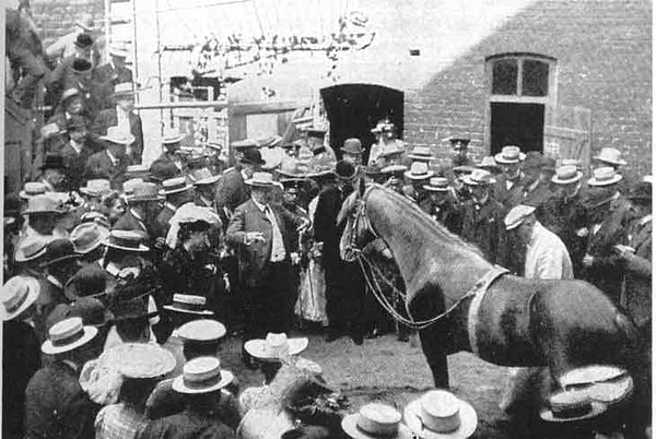 Von Osten, Hans’ın yeteneklerini Almanya genelinde sergiliyor ve üstelik bunun için hiç para almıyordu. Hans’ın ünü o kadar büyüdü ki, 1904’te The New York Times bile bu olağanüstü atı haber yaptı!