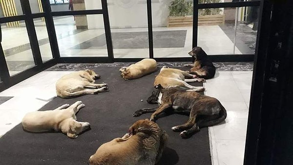 Başta köpekler olmak üzere sahipsiz hayvanların yalnızca insanlarda fiziksel yaralanmalara yol açmakla kalmayıp, aynı zamanda hayvanlardan bulaşan hastalıklar ve hijyen açısından da risk taşıdığı ifade edildi.