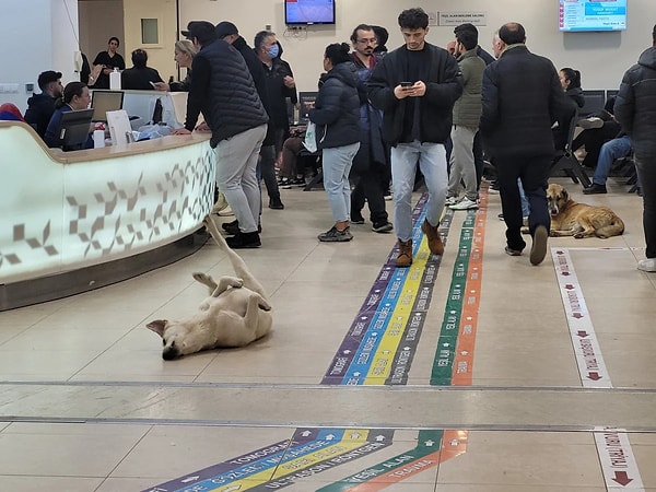 Yazıda, sağlık tesisleri ve yerleşkelerinde sahipsiz hayvanların varlığının hem vatandaşların sağlık hizmetine erişimini hem de sağlık çalışanlarının hizmet sunumunu olumsuz etkileyerek halk sağlığı açısından ciddi bir tehdit teşkil ettiği vurgulandı.