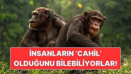 Eyvah Yakalandık: Bonobo Şempanzelerinin İnsanların Cahil Olduğunu Anlayabildiği Ortaya Çıktı!