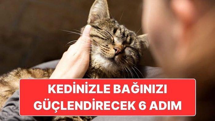 Kedinizle Olan Bağınızı Güçlendirmek İçin Uygulayabileceğiniz 6 Tatlı Adım