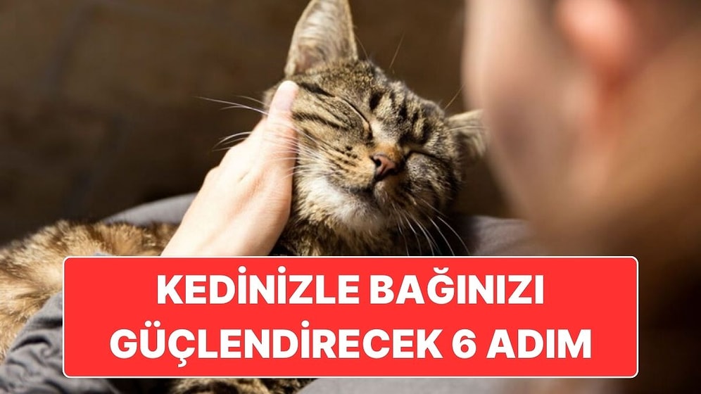 Kedinizle Olan Bağınızı Güçlendirmek İçin Uygulayabileceğiniz 6 Tatlı Adım