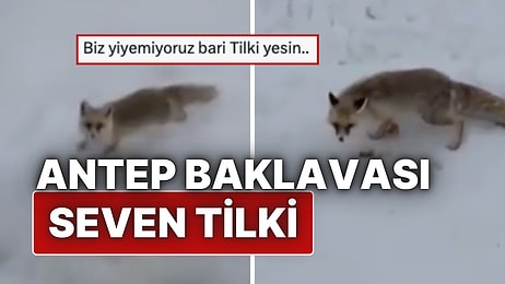 Ekmeği Beğenmedi, Baklava Yedi! Bayburt’taki Sevimli Tilki Gülümsetti