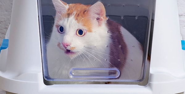 Bazı kediler, stresten kaynaklanan sağlık sorunları nedeniyle tuvalet sırasında miyavlayabilir. Örneğin Feline İdiopatik Sistit (FIC), kedilerde stresin tetiklediği mesane iltihabıdır ve oldukça yaygındır.