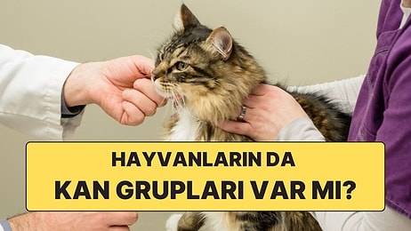 Hayvanların da Tıpkı İnsanlar Gibi Kan Grupları Var mı?