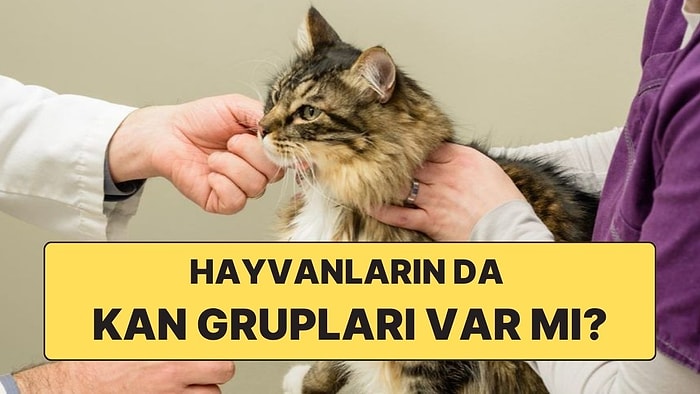 Hayvanların da Tıpkı İnsanlar Gibi Kan Grupları Var mı?