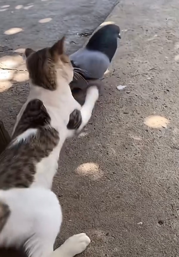 Kedi birlikte uyumalarına izin vermemiş, güvercini patilemeye başlamıştı.