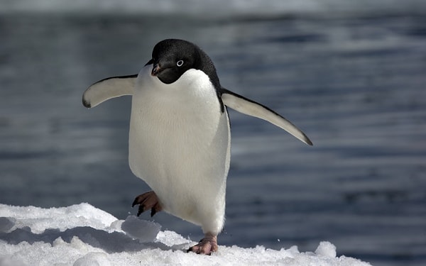 Penguenler, diğer kuşların kanatlarından farklı olarak daha çok yüzgeçlere benzeyen kanatlara sahip. Kanatlar, onları suyun altında inanılmaz hızlı ve çevik hareket eden yüzücüler haline getiriyor.