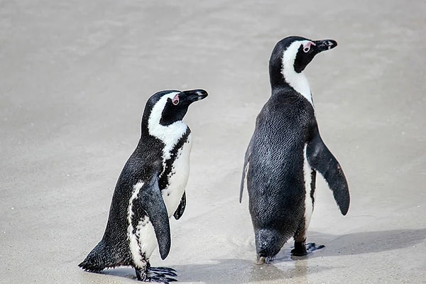 Penguenler yaşamlarının yarısını suyun altında, diğer yarısını ise karada geçiriyor.