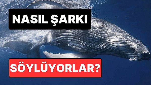 1. Balinalar Gerçekten Şarkı Söyler mi? Bilimin Söylediği Bazı Şeyler Var!