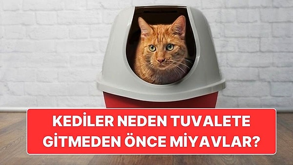 12. Kediler Neden Tuvalete Gitmeden Önce Haber Verircesine Miyavlar?