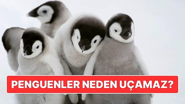 13. Kanatları Olan Bir Kuşun Uçmaması Size de İlginç Gelmiyor mu? Penguenlerin Kanatları Olmasına Rağmen Uçamamasının Nedeni!