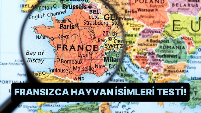 Fransızca Hayvan İsimleri Testinde Full Çekebilir misin?