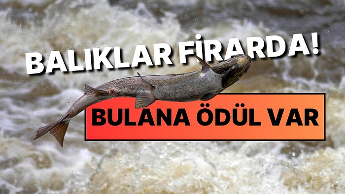 Balık Firarda! 27 Bin Somon Balığı Kaçtı, Ülke Ayaklandı: Balıkları Bulana Para Ödülü Var